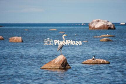Grey Heron Standing on Coastal Rock in the Baltic Sea